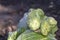 Conjoined small heads of white cabbage close-up lie on a large cabbage head on the ground