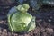 Conjoined small heads of white cabbage close-up lie on a large cabbage head on the ground