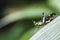 Conjoined Spot Monkey Grasshopper (Erianthus serratus)