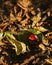 Conker laying on colourful leaves