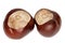 Conkers of a Horse Chestnut, isolated