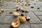 Conkers in open thorny shell on wet dark asphalt floor.