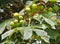 Conkers ripening on a horse chestnut