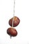 Conkers on string