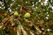 Conkers on a tree in Hertfordshire.