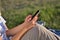 Connected and Relaxed: Woman Enjoying Nature with Smartphone in Hand