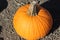 Connecticut Field pumpkin, Cucurbita pepo