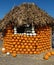 Connecticut Field pumpkin hut, Cucurbita pepo