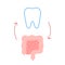 Connection of healthy teeth and intestine. Relation health of human gut and tooth. Digestion and chewing unity. Vector