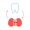 Connection of healthy teeth and kidneys. Relation health of human kidneys and tooth. Renal and chewing unity. Vector