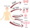 The connection of the pituitary gland and other glands. Endocrinology poster, scheme. Hormones and nerves. The thyroid gland,