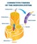Connective tissues of the nervous system educational vector illustration.