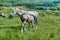 Connemara pony