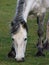 Connemara Pony Grazing