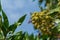 Conocarpus erectus tree with healthy seeds