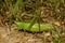 Conocephalus fasciatus slender meadow katydid is a green katydid native to north America.