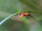 Conocephalus melaenus, sometimes known as the black-kneed conehead or black-kneed meadow katydid is a species of Tettigoniidae