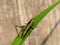 Conocephalus melaenus, sometimes known as the black-kneed conehead or black-kneed meadow katydid is a species of Tettigoniidae,
