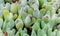 Conophytum bilobum, flowering yellow flowers succulent plant in the collection, close-up