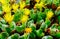 Conophytum bilobum - South African supersucculent plant with yellow flowers