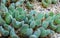 (Conophytum bilobum), succulent plant with succulent leaves