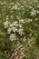 Conopodium majus in bloom