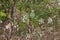 Conopodium majus in bloom