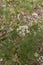 Conopodium majus in bloom