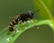 Conops quadrifasciatus fly