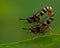 Conops quadrifasciatus fly mate