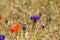 Conrflowers and red poppies growing wild