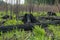 The consequences of a fire in the forest. Remains of burnt trees and bushes. Fire in the park.