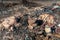 The consequences of a fire in an old wooden country house. Ashes and burnt boards close-up. A fire in a residential wooden house