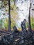 The consequences of forest fires, the ashes of burnt trees