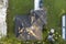 Consequences of natural disaster. Damaged house roof with missing shingles after hurricane Ian in Florida