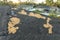 Consequences of natural disaster. Damaged house roof with missing shingles after hurricane Ian in Florida