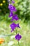 Consolida regalis in bloom, dark violet purple flowers