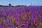 Consolida regalis (forking larkspur) and some field poppy (Papver rhoeas).