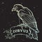 Constellation of Corvus. Black Raven sitting on a banner with a sign. Accurate line drawing isolated on black night sky