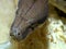 Constrictor snake show tongue, closeup head shot