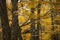Constructed tree stand in tree by Hinckley MN in Fall, yellow leaves, oak, maple, birch