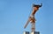 Construction cranes against a blue sky background