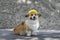 Construction dog corgi in a yellow hard hat sits on the repair site against the background of a pile of rubble and smiles