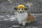 Construction dog corgi in a yellow hard hat sits on the repair site against the background of a pile of rubble and smiles