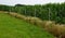 Construction of forestry fencing from economic mesh and galvanized metal pipe posts. protects planting sites from biting roe deer,