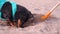 Construction shovel sticks out of sand on the beach. Active dachshund dog in blue harness digs hole as real hunter