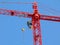 Construction tower crane detail in bright red color. steel truss structure and hoist.