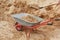 Construction wheelbarrow filled with sand a shovel