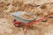 Construction wheelbarrow filled with sand a shovel