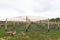 Construction of a wooden greenhouse in the field